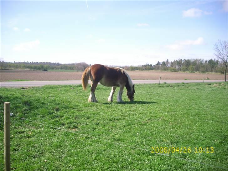 Jyde Nynne - : foto miig billede 13