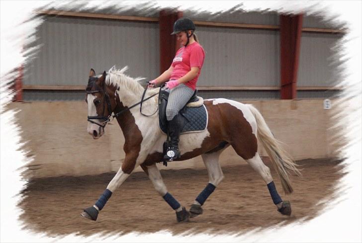 Pinto Mosedals Pinochio LANDSPONY [SOLGT] - Træning august 2010 billede 8