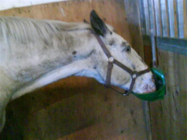 Knabstrupper Diogenes R.I.P :'( - hmm, dejligt d: billede 2