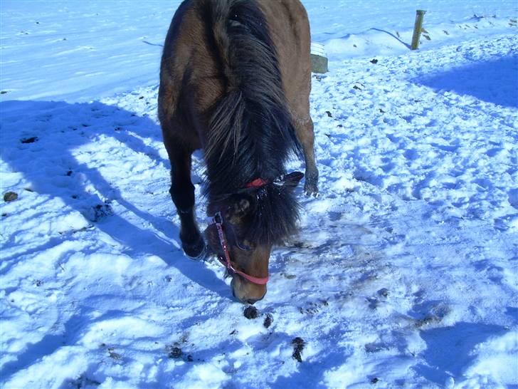 Islænder Kveikja  - En rigtig islænder  billede 3