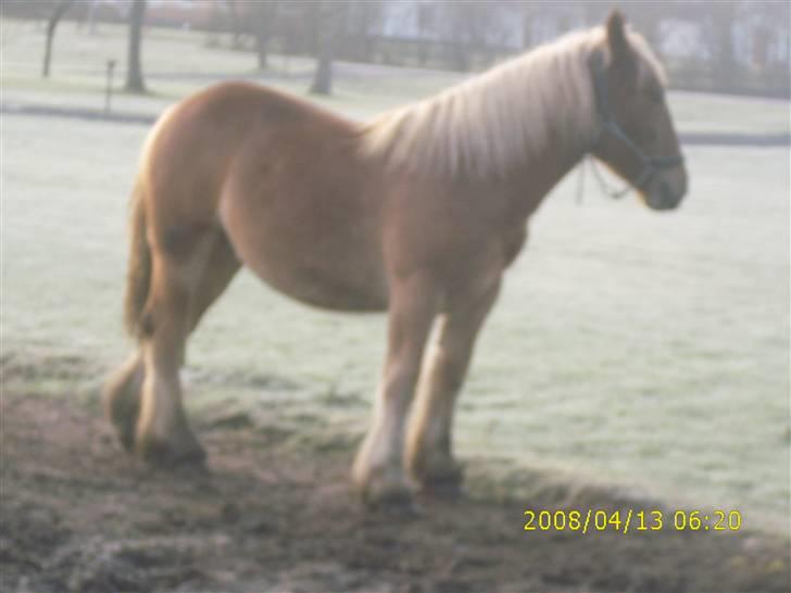 Jyde Nynne - : foto miig billede 14