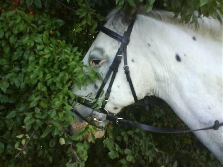 Knabstrupper Diogenes R.I.P :'( - han er så dejligt! billede 3