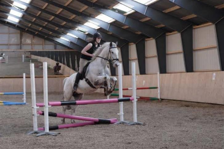 Knabstrupper Diogenes R.I.P :'( - Til springtime =) billede 4