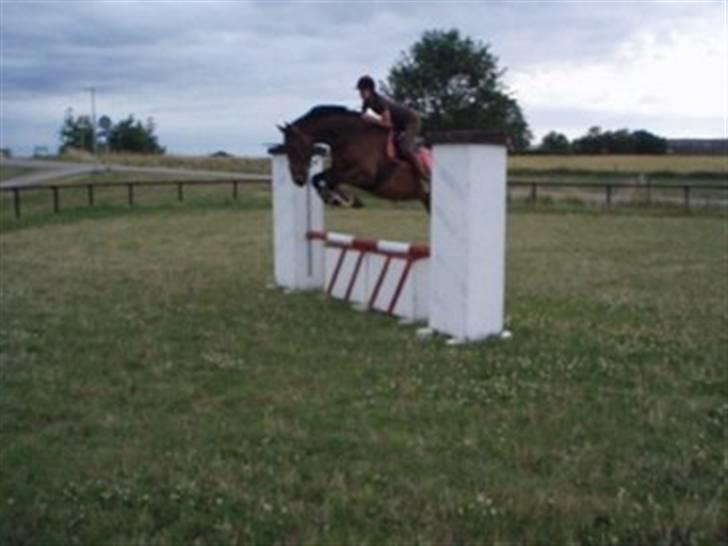 Dansk Varmblod Loboss Courage *SOLGT* billede 1