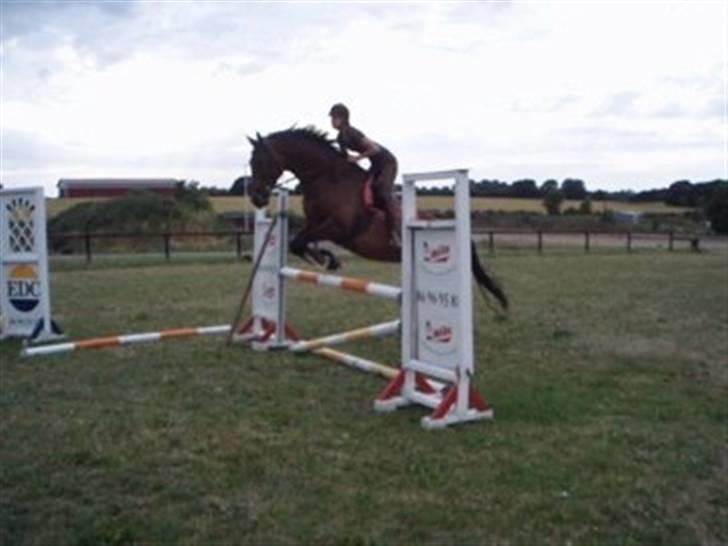 Dansk Varmblod Loboss Courage *SOLGT* billede 2