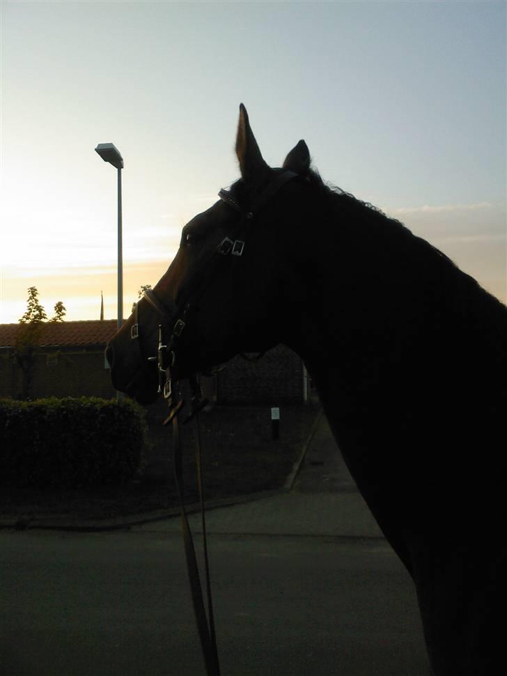 Dansk Varmblod Loboss Courage *SOLGT* billede 3