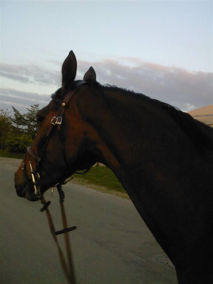 Dansk Varmblod Loboss Courage *SOLGT* billede 4