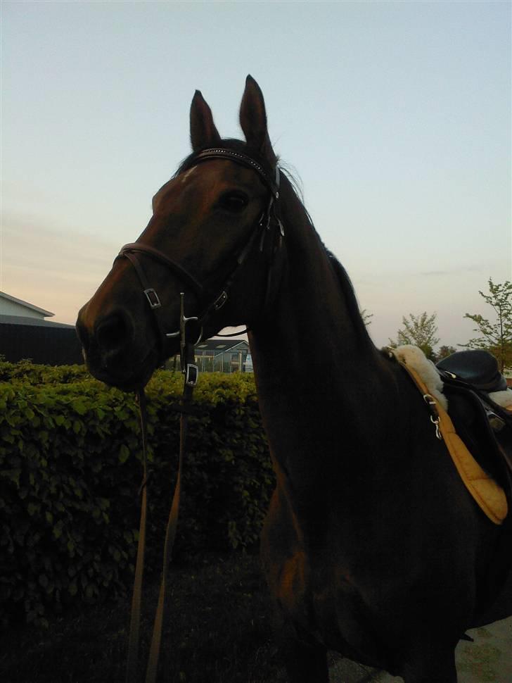 Dansk Varmblod Loboss Courage *SOLGT* billede 5