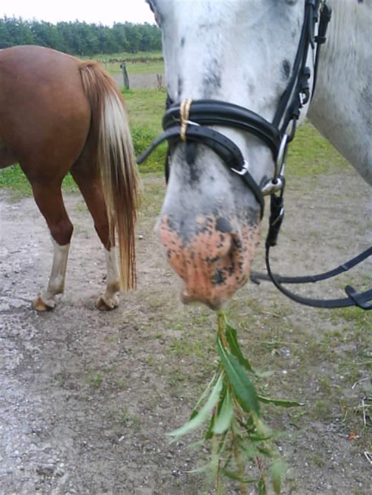 Knabstrupper Diogenes R.I.P :'( - pukkede en blomst til mig ;D billede 5