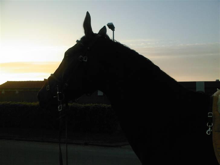 Dansk Varmblod Loboss Courage *SOLGT* billede 6