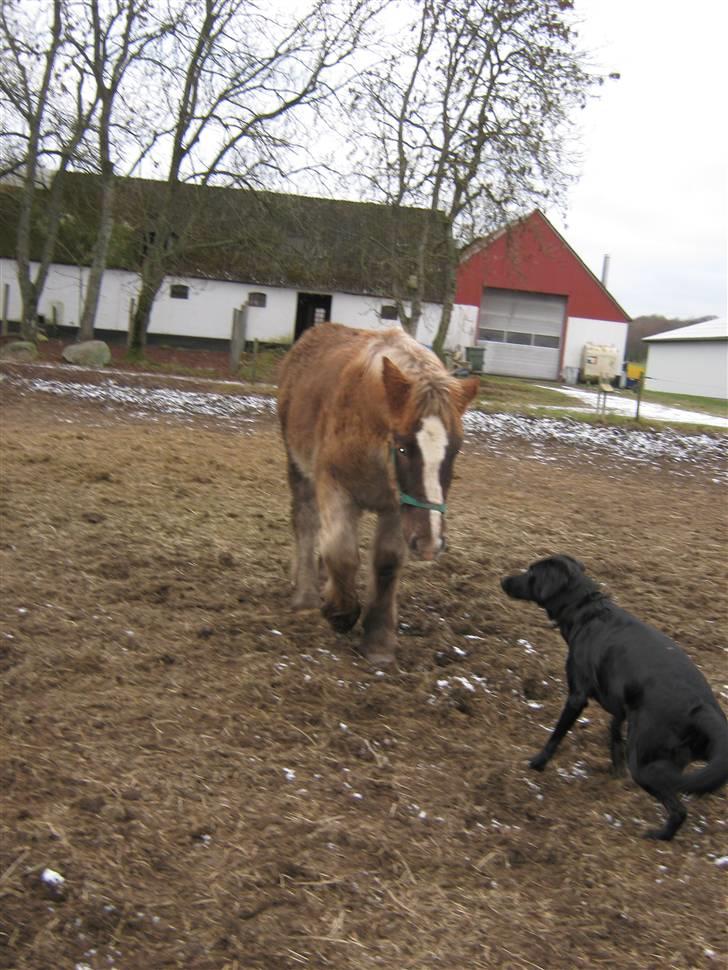 Jyde Rasmus - : foto miig billede 13