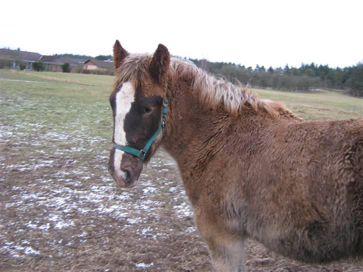 Jyde Rasmus - : foto miig billede 14