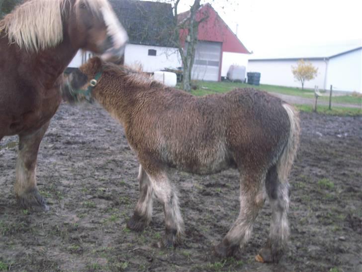 Jyde Rasmus - : foto miig billede 15