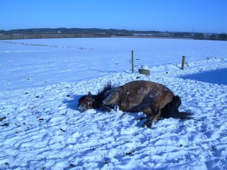 Islænder Kveikja  - Er der noget bedre end at rulle sig i sne  billede 4