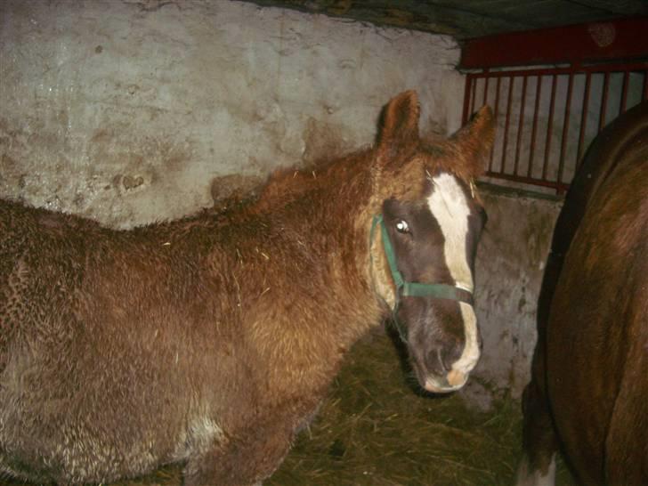 Jyde Rasmus - : foto miig billede 16