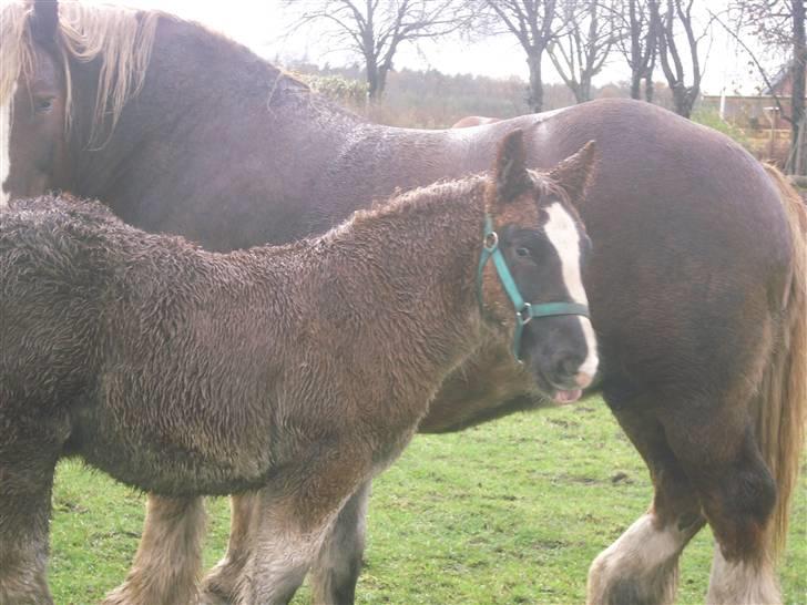Jyde Rasmus - : foto miig billede 17
