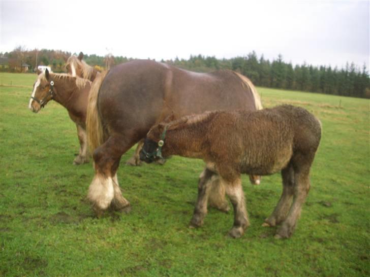 Jyde Rasmus - : foto miig billede 18