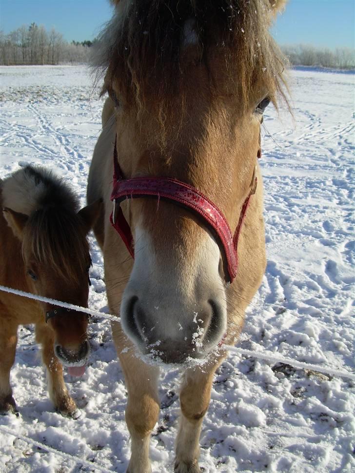 Anden særlig race Ida.  billede 10