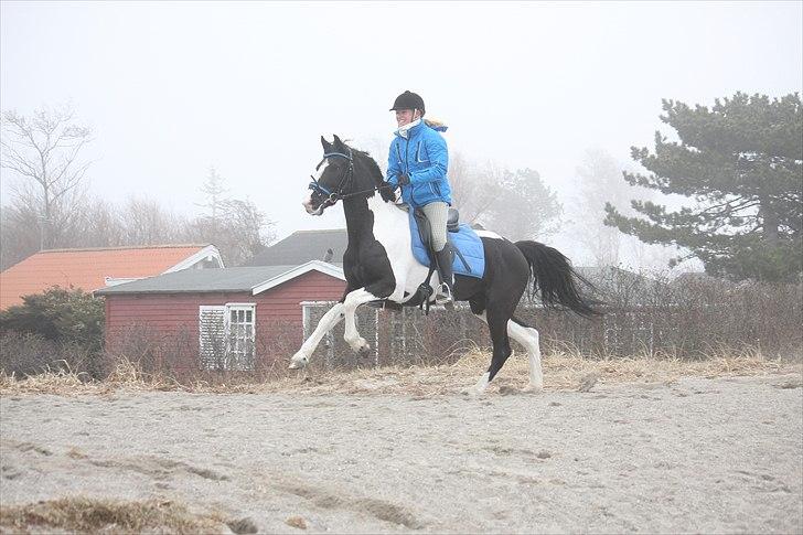 Barockpinto Jake - En tur til stranden - Fuld galop ! Foto: Maria Rasch. billede 13