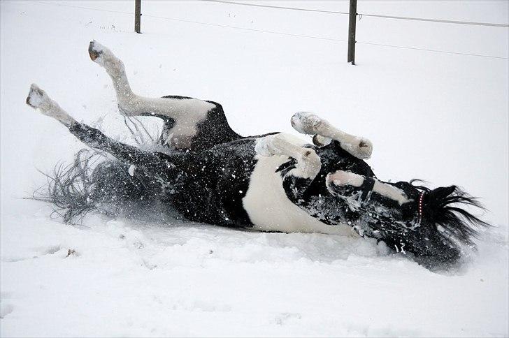 Barockpinto Jake - Jake i sneen 2010. Foto: Maria Rasch billede 15