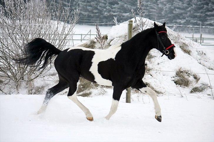 Barockpinto Jake - Fordi denne her hest bare kan flytte fusserne! :D Foto: Maria Rasch billede 16