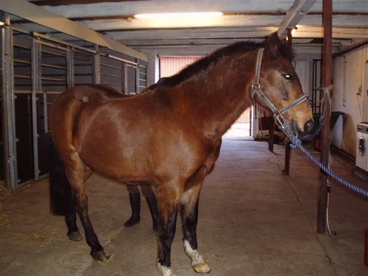 Anden særlig race congo*solgt* billede 14