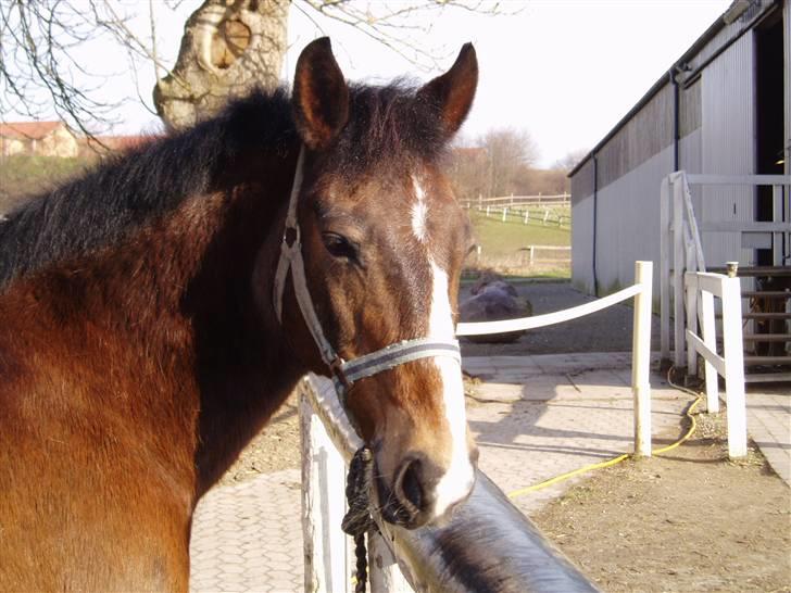 Anden særlig race congo*solgt* billede 16