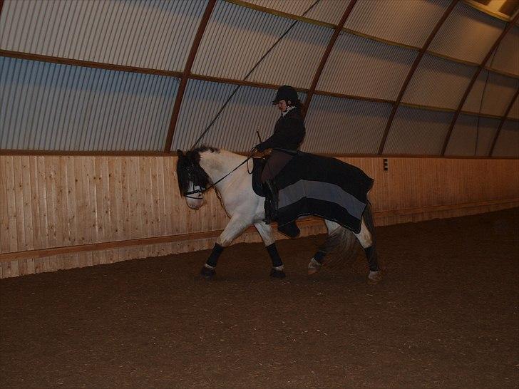 Irish Cob Mac Chass - 3 gang på ryggen af dukken efter 2 måneders voksepause. :-) billede 11