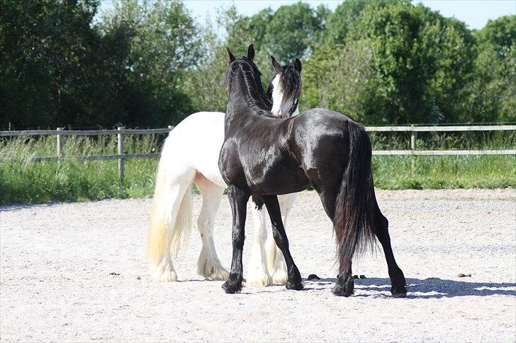 Irish Cob Mac Chass - Chass & Chelly (: (Chelly er min venindes hest.) billede 13