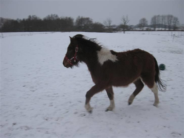 Anden særlig race june *solgt* billede 9