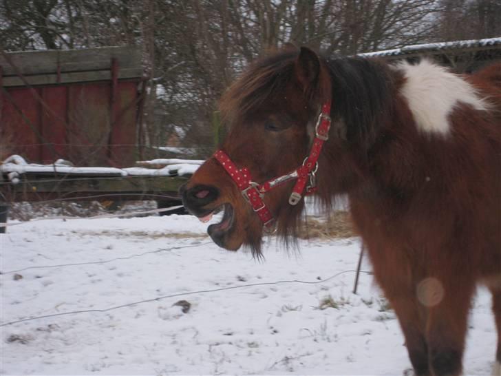 Anden særlig race june *solgt* billede 10