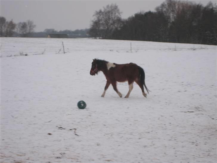 Anden særlig race june *solgt* billede 11