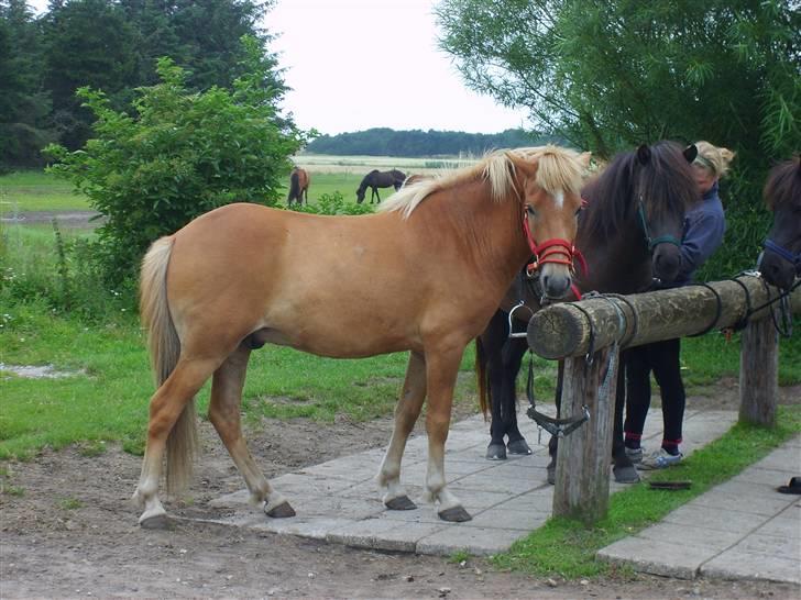 Islænder Jeremias v. Seppensen Død - Her er James, hvor jeg mødte ham og forelskede mig ;) billede 3