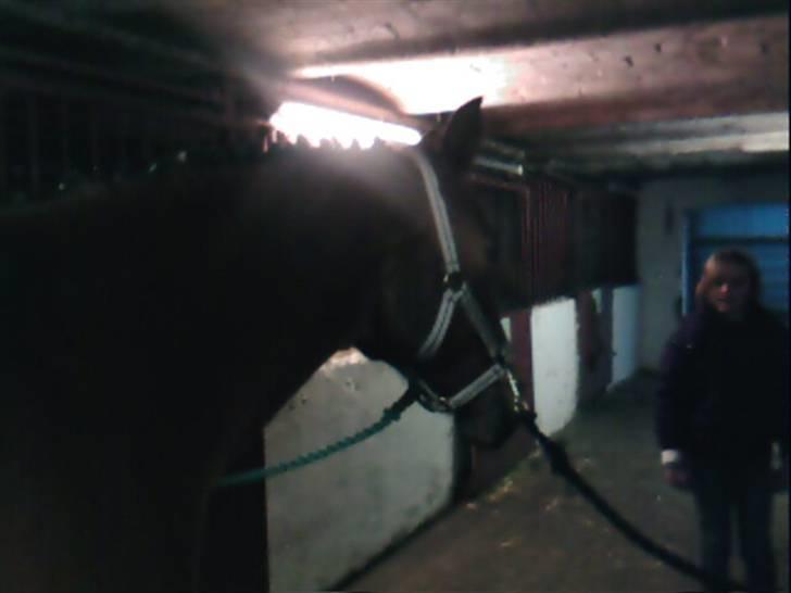 Anden særlig race Sevilla billede 11