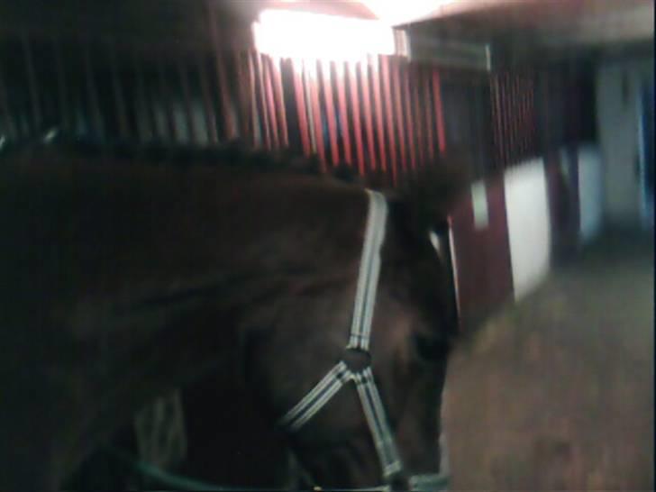 Anden særlig race Sevilla billede 12