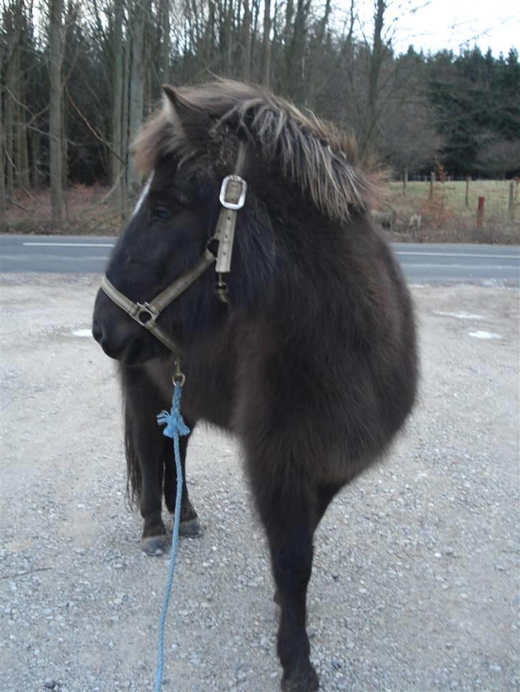 Islænder Una fra Grønlien - SOLGT - Una i vinterpels i januar billede 18