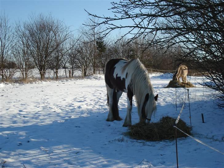 Tinker Piebald Irish Kiki billede 12