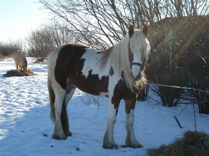 Tinker Piebald Irish Kiki billede 13