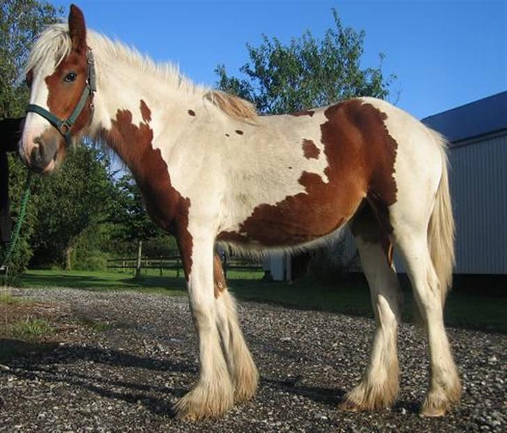 Tinker Piebald Irish Kiki billede 14