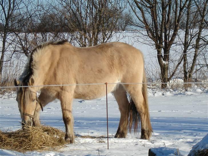 Fjordhest Sputnik - R.I.P. billede 8