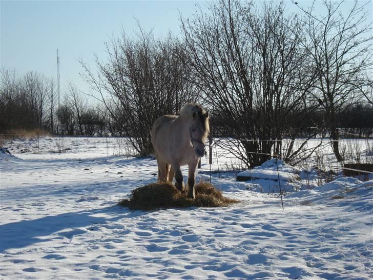 Fjordhest Sputnik - R.I.P. billede 9
