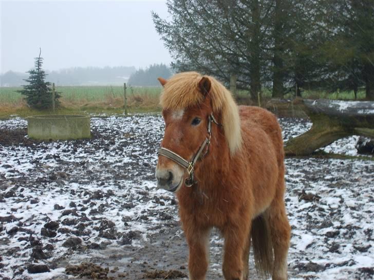 Islænder Jeremias v. Seppensen Død - Den dejlige sir. James ;) billede 5