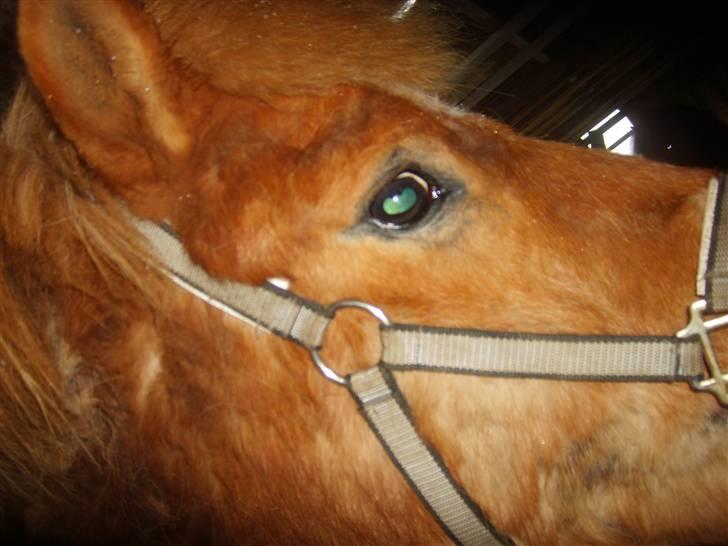 Islænder Jeremias v. Seppensen Død billede 6