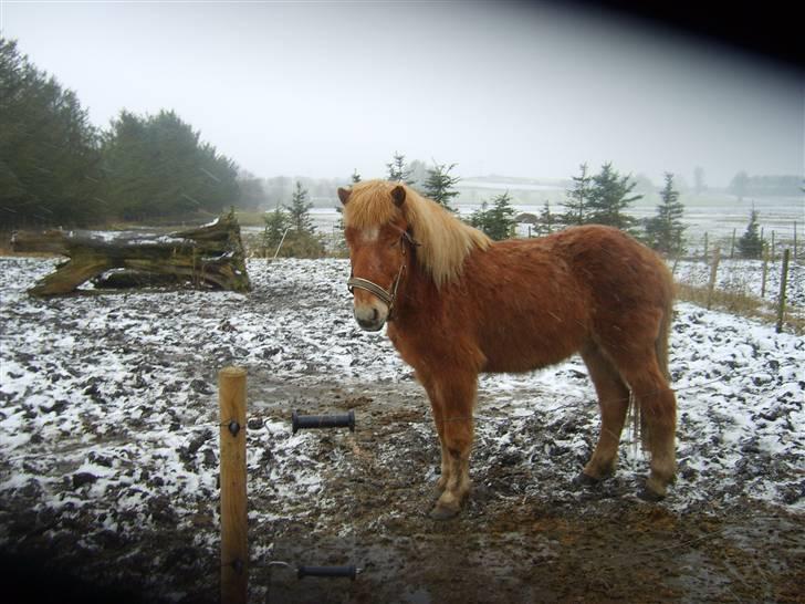 Islænder Jeremias v. Seppensen Død billede 7
