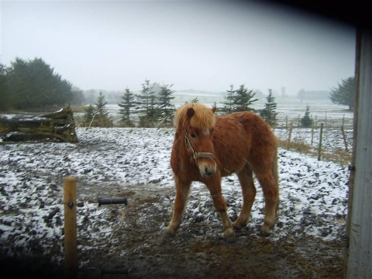 Islænder Jeremias v. Seppensen Død billede 8