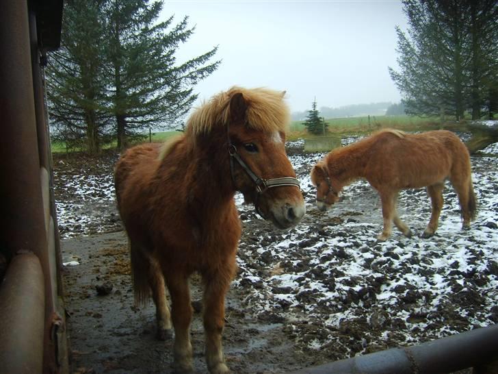 Islænder Jeremias v. Seppensen Død billede 9