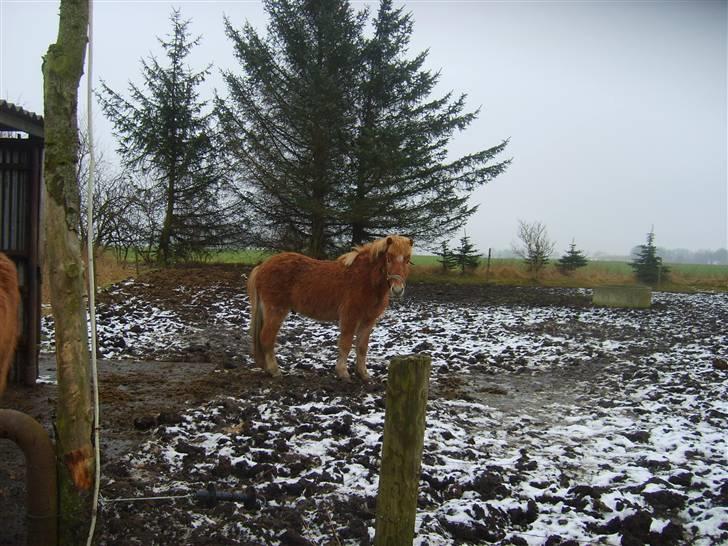 Islænder Jeremias v. Seppensen Død billede 10