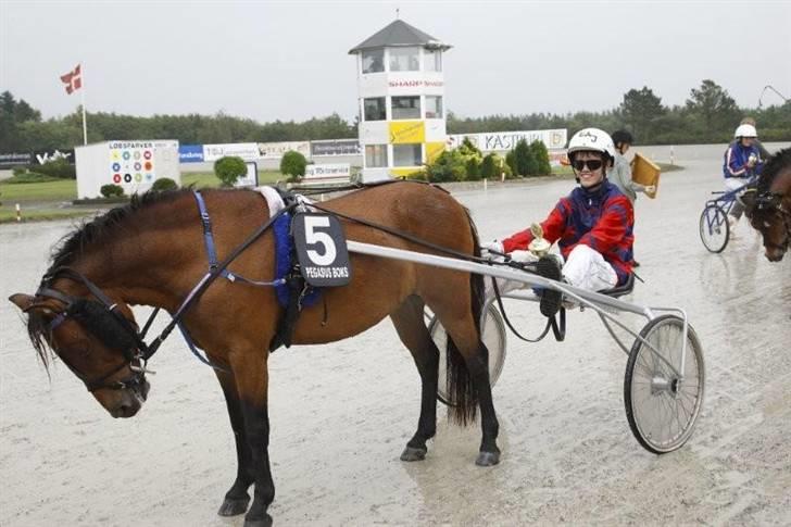 Gotlandsruss Guylian (s) billede 14