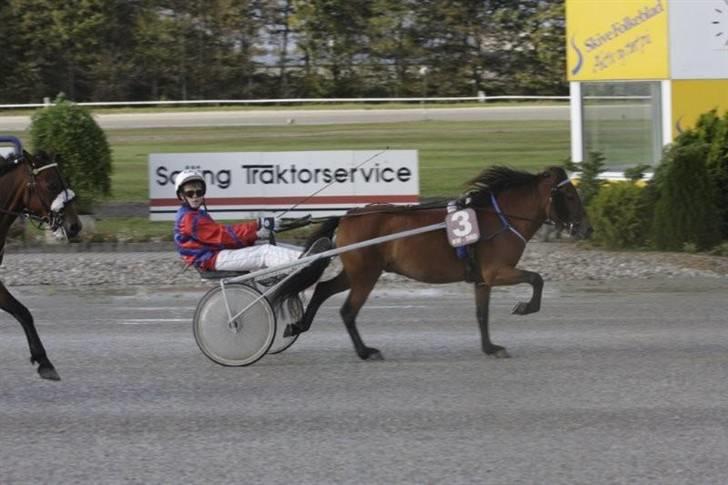 Gotlandsruss Guylian (s) billede 16