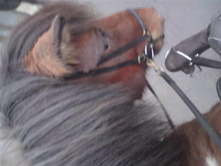 Islænder Máni fra Gjæsphøjgård.<3 - 1*Go´dav, sko:) billede 1